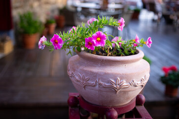 Greece-style pot with pink flowers