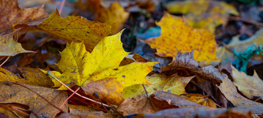 Top view from many colorful fallen autumn leaves / maple foliage, in a park - Autumnal background panorama banner