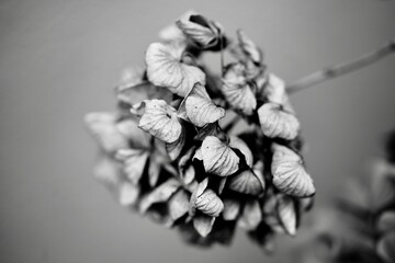 Getrocknete Hortensie, schwarz wei&szlig;