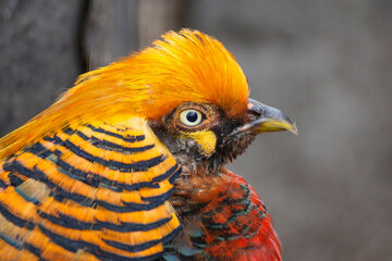 Golden pheasant with beautiful plumage on a farm in a cage.