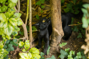 gato negro © Haniel