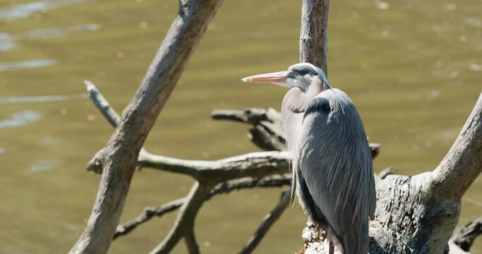 Great blue heron resting on branch over creek.