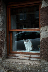 White-red cat is sitting on the window and looking at the city street