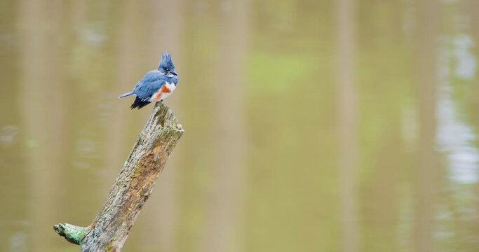 Belted kingfisher sitting on branch in front of creek.
