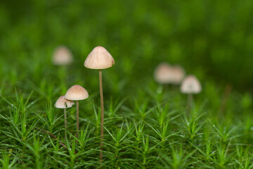 Some tiny mushrooms, probably Milking bonnets, growing in Haircap moss