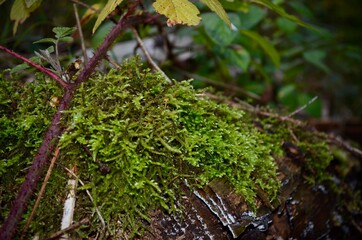 mini Pilz auf moos im Wald 