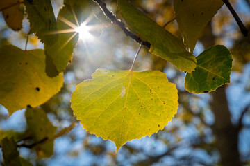 Autumn Leaves Crested Butte
