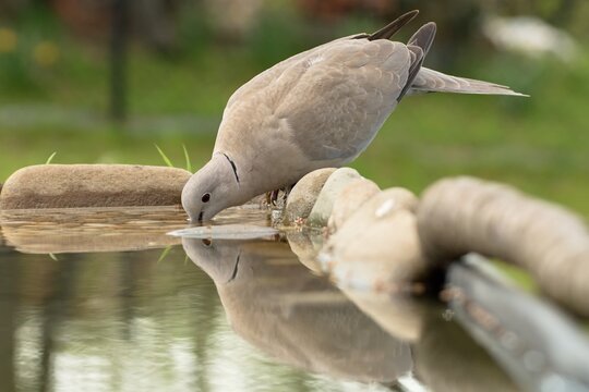  Collared-Dove , Streptopelia decaocto drinks water. Reflection in water. Czech Republic. Europe. 