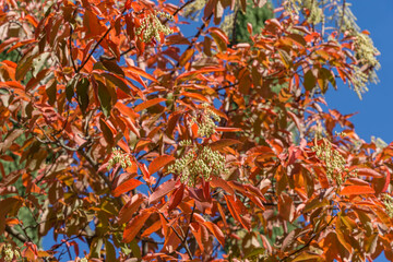 Naklejka na ściany i meble Sourwood tree (Oxydendrum arboreum) in red leaves and yellow seeds bunch on blue sky . Beautiful rare plant in the family Ericaceae in city Park Krasnodar or Galitsky Park in sunny autumn 2020