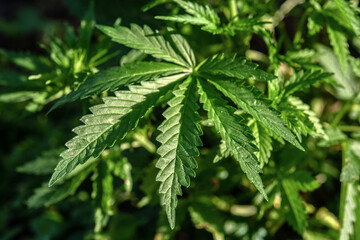 Brightly lit plants of cannabis on a blurred natural background. Selective focus.