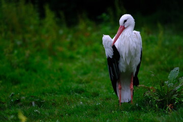 white stork in the grass - 386473199
