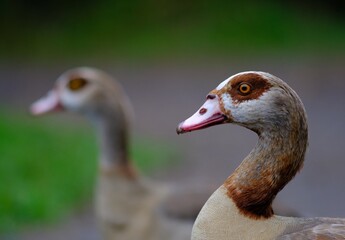close-up portrait of a goose - 386473312