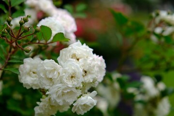 white and pink roses in the park - 386473386