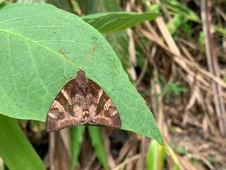 Butterfly perched on tree leaf