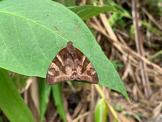 Butterfly perched on tree leaf