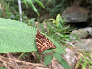 Butterfly perched on tree leaf