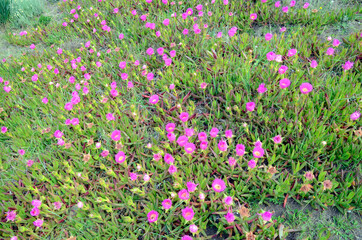 Flowers of Carpobrotus edulis, invasive plant native to South Africa