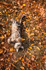 top view of autumn portrait beautiful a tabby cat is lying in the garden among the bright fallen leaves on its back with its paws stretched out