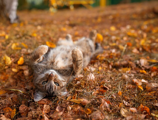 dog in autumn forest
