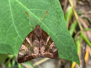 Obraz premium Butterfly perched on tree leaf