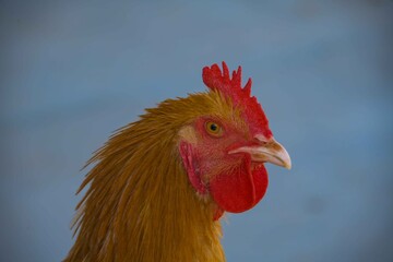 A close up of a young Rooster bird.