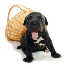 Obraz premium Isolated Staffordshire terrier one-month puppy dog. Sleepy young puppy dog sitting on white blanket. Puppy dog looking with puppy dog eyes. One month black puppy dog.