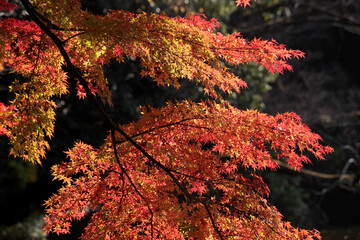 紅葉
