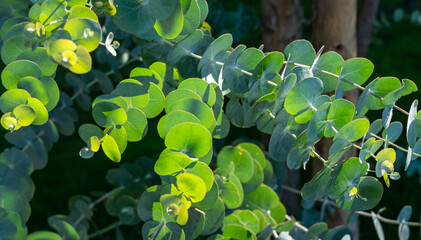 Close-up of beautiful fresh round leaves Eucalyptus gunnii (Cider gum) in city public park...