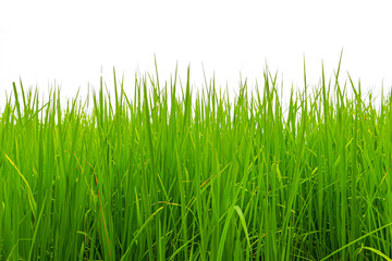 Grass isolated on white background.
