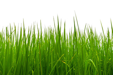 Grass isolated on white background.
