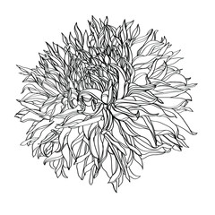 Black and white line illustration of daisy flowers on a white background. Flower chrysanthemum isolated on white
