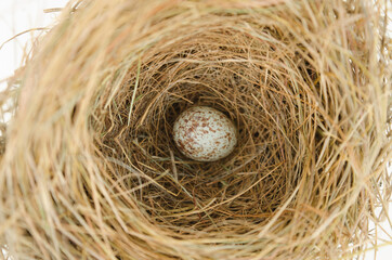 Yellowish grass nest with a spotted or speckled egg  in the hollowed deep pocket of the bird nest.