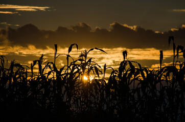 Corn stocks in morning sun. Sun peeks above horizon through the full grown corn stocks beneath gray and golden clouds.