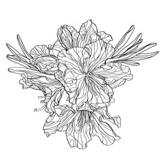 Black and white line illustration of rhododendron flowers on a white background