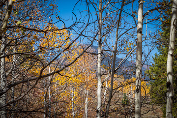 Crested Butte Mountain