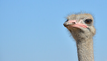 Ostrich portrait looking at camera in the foreground.
