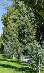 New alley of young trees Eucalyptus gunnii (Cider gum) in city landscape public park 'Krasnodar' or...