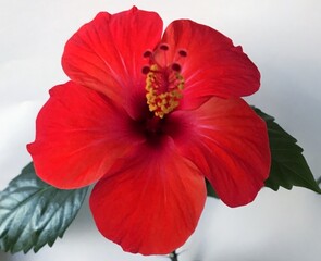 Naklejka premium red hibiscus flower