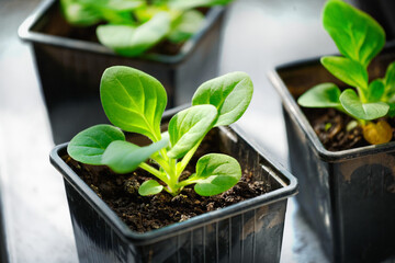 Seedlings of Petunia flowers close-up. Small green sprouts in containers.