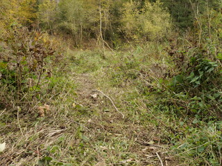 Biberpfad im Wadrilltal