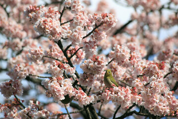 寒桜とめじろ