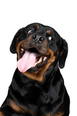 Portrait of an adult rottweiler dog looking funny tongue out isolated on a white background