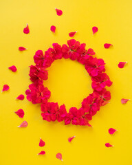 Circle of red Geranium Pelargonium flowers with petals isolated on yellow background.Beautiful floral background of pelargonium. Flat lay, top view