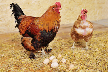 A Brahma rooster and a bare-necked Transylvanian chicken against a background of hay and eggs in a chicken coop on a poultry farm.