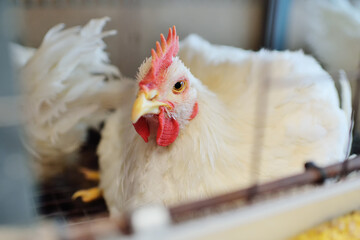 Growing broiler chickens. Huge broiler rooster close-up sitting in a cage and eating feed on the background of a poultry farm.