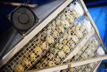 Growing quails on a poultry farm. Many quail eggs close-up in a special box incubator.