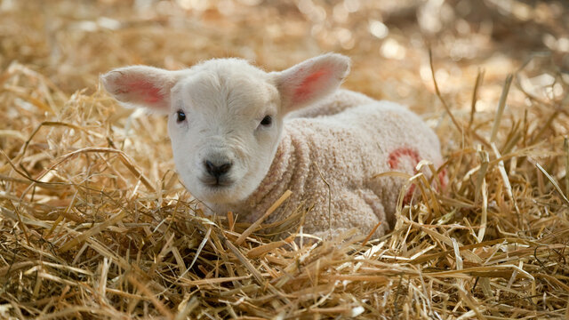 New born Lleyn cross lamb at lambing time