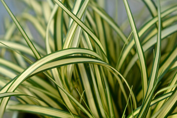 Striped Weeping Sedge Evergold