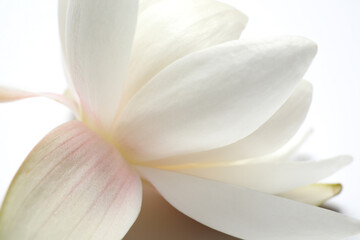 Fototapeta na wymiar Beautiful blooming lotus flower on white background, closeup