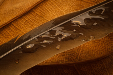 Macro shot water droplets wet bird feather on the top of dry leaf